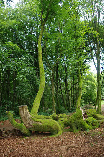 Forêt de Bibracte, les queules - Saône-et-Loire Tourisme