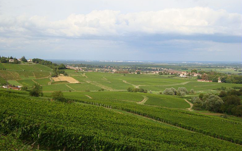Montagny-les-Buxy : vignoble de l'appellation Montagny - Saône-et-Loire Tourisme 