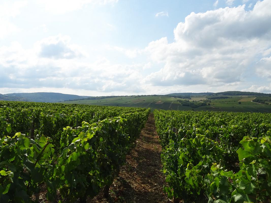 Vineyard walks - Saône-et-Loire