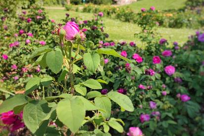 Visite guidée : Les roses du Jardin Saint-Hugues